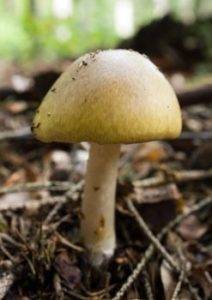 Самые ядовитые грибы 43