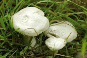 Самые ядовитые грибы 37