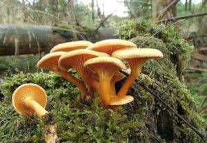 Самые ядовитые грибы 31