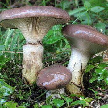 Самые ядовитые грибы