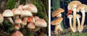 Самые ядовитые грибы 35