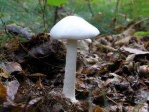Самые ядовитые грибы 41