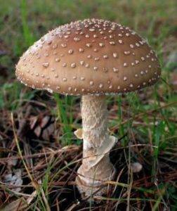 Самые ядовитые грибы 39