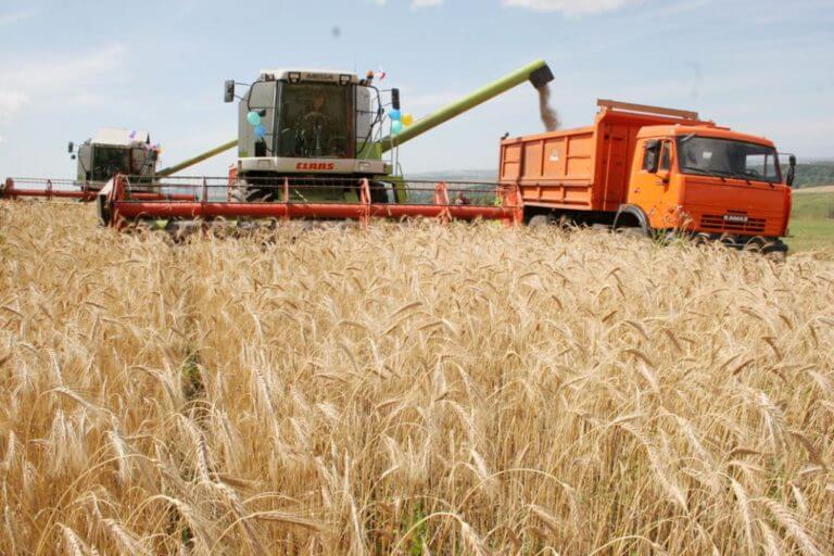 В Мостовском районе приступили к уборке пшеницы 1