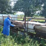 Около 25 тысяч сельскохозяйственных животных обработано против эктопаразитов в Мостовском районе 11