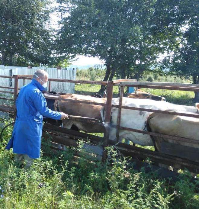 Около 25 тысяч сельскохозяйственных животных обработано против эктопаразитов в Мостовском районе 1