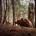 В Кавказском заповеднике посчитали медведей 9