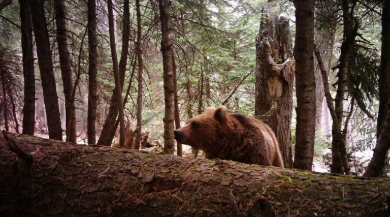 В Кавказском заповеднике посчитали медведей 1