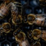 В Мостовском районе местные жители пожаловались на массовую гибель пчел 7