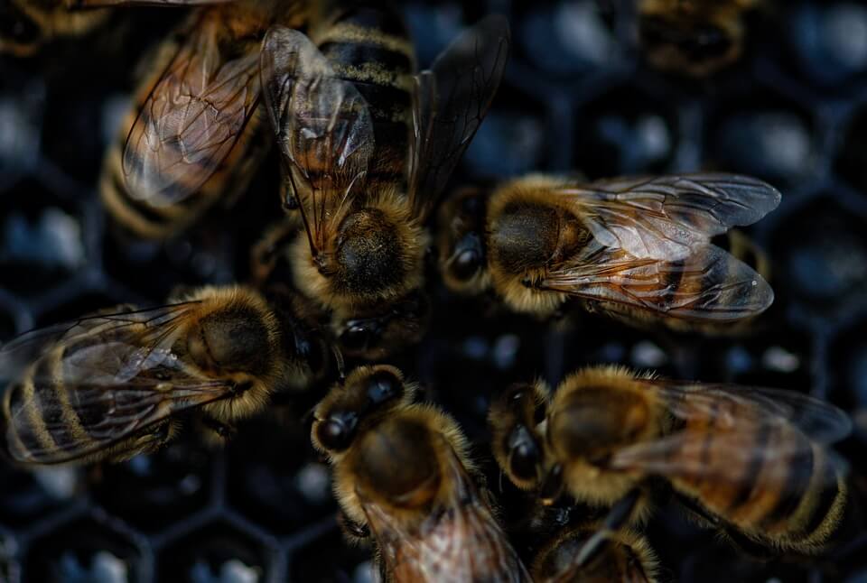 В Мостовском районе местные жители пожаловались на массовую гибель пчел 1
