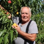 Как вырастить и собрать хороший урожай персиков 9