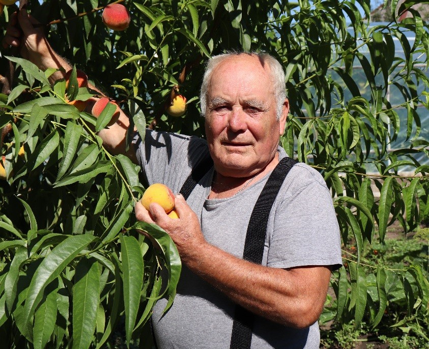 Как вырастить и собрать хороший урожай персиков 1