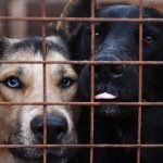 В Госдуме предложили запретить самовыгул домашних животных и ввести штрафы до ₽30 тыс. за выброшенных питомцев. 5