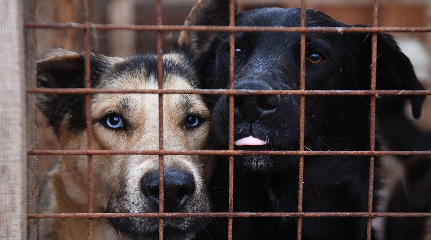 В Госдуме предложили запретить самовыгул домашних животных и ввести штрафы до ₽30 тыс. за выброшенных питомцев. 1