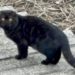 Пропал вислоухий кот чёрного окраса по имени Ричард! 15