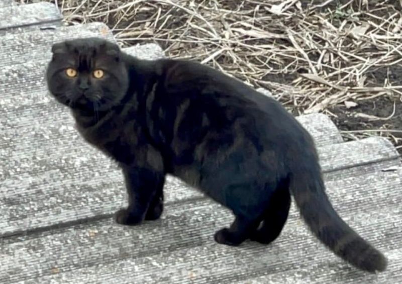 Пропал вислоухий кот чёрного окраса по имени Ричард!