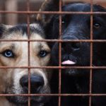 В Госдуме предложили запретить самовыгул домашних животных и ввести штрафы 13