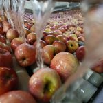 Кубанская агрофирма оптимизирует процесс упаковки яблок 17
