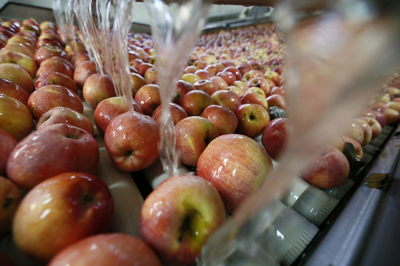 Кубанская агрофирма оптимизирует процесс упаковки яблок 3
