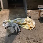 В посёлке Мостовском отравили собак 3