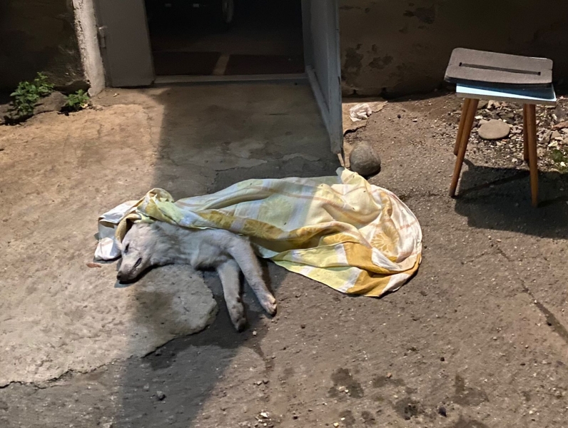 В посёлке Мостовском отравили собак
