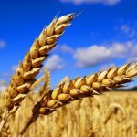 В Краснодарском крае 94 % пшеницы нового урожая отнесено к продовольственной 17
