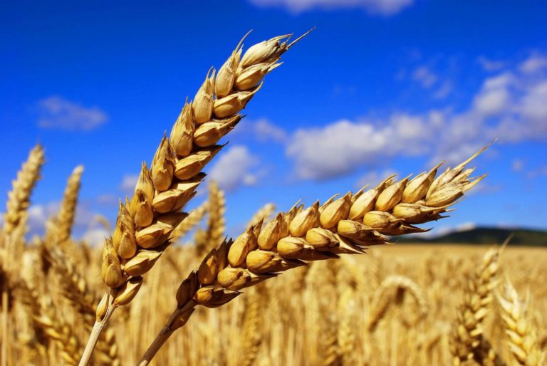 В Краснодарском крае 94 % пшеницы нового урожая отнесено к продовольственной 1