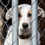 За жестокое обращение с животными предусмотрена уголовная ответственность 11