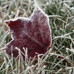 Первые заморозки в Краснодарском крае ожидаются в ближайшие дни 11