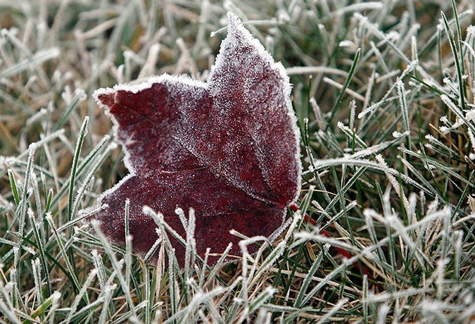 Первые заморозки в Краснодарском крае ожидаются в ближайшие дни 1