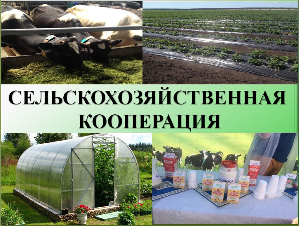 Сельскохозяйственный потребительский кооператив. Как организовать? 1