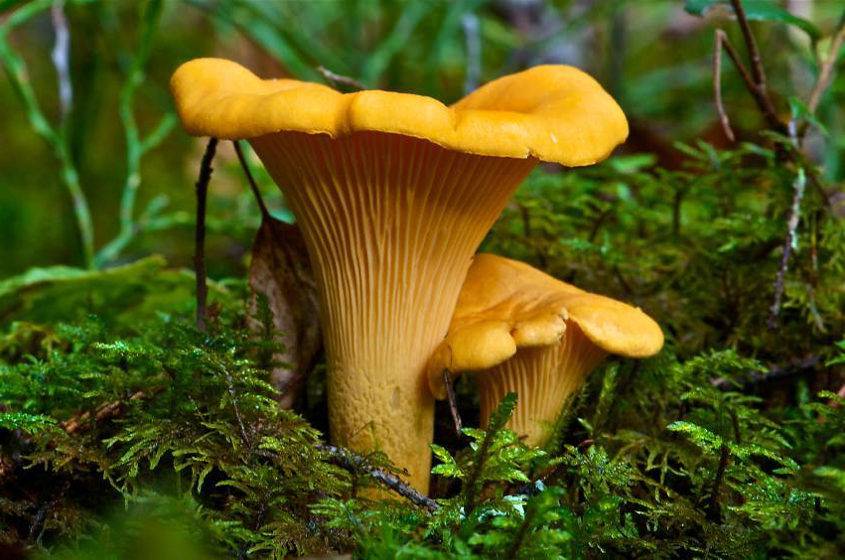 Самые ядовитые грибы 29