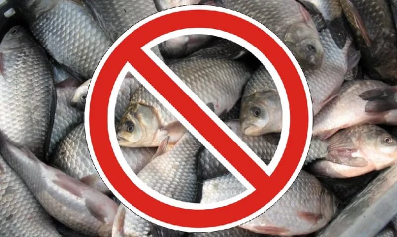 Запрет на рыбную ловлю введен на Кубани на три весенних месяца 1